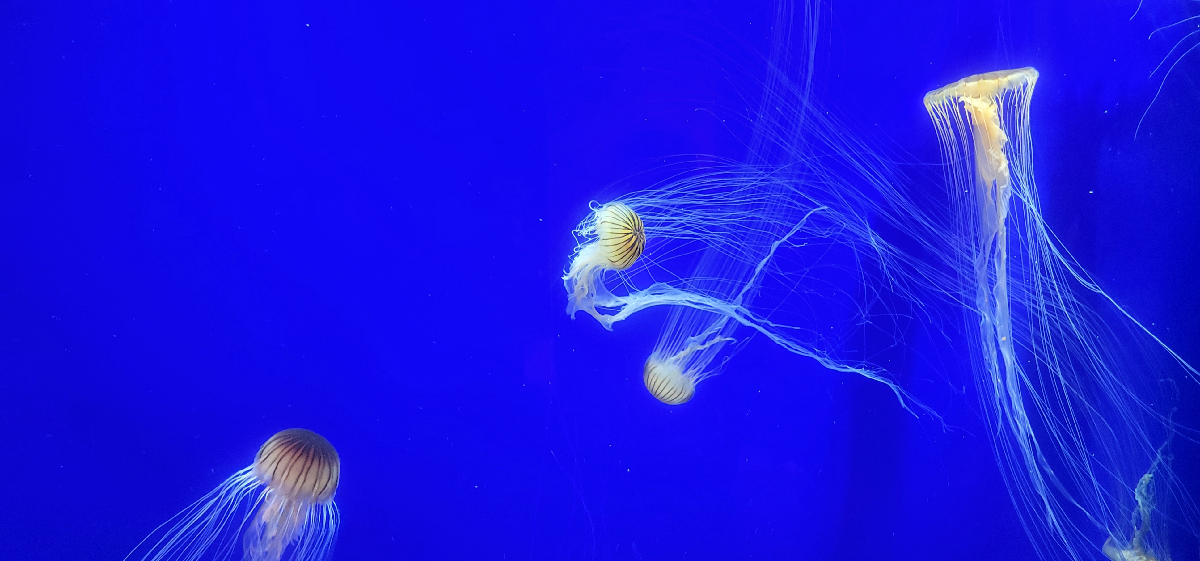 GA aquarium